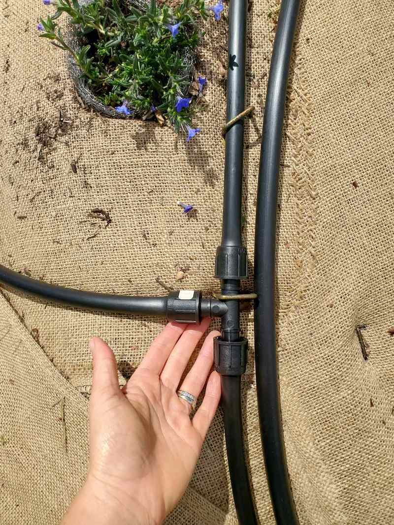 Two different lines of half inch drip tubing are running next to each other.  One of the lines is connected to a tee which has drip tubing connected to each point of the tee. 