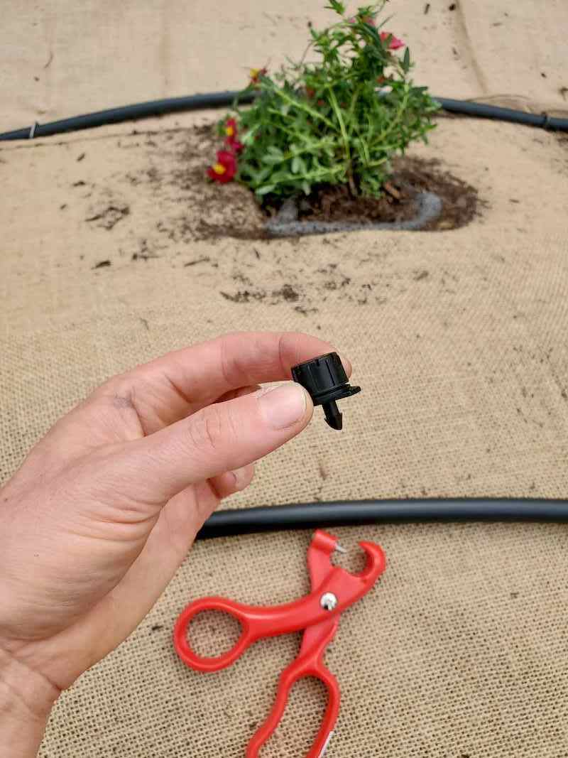 A hand is holding a drip emitter, below there is half inch drip tubing with a drip hole punch next to it. Solar irrigation will be running this system. 