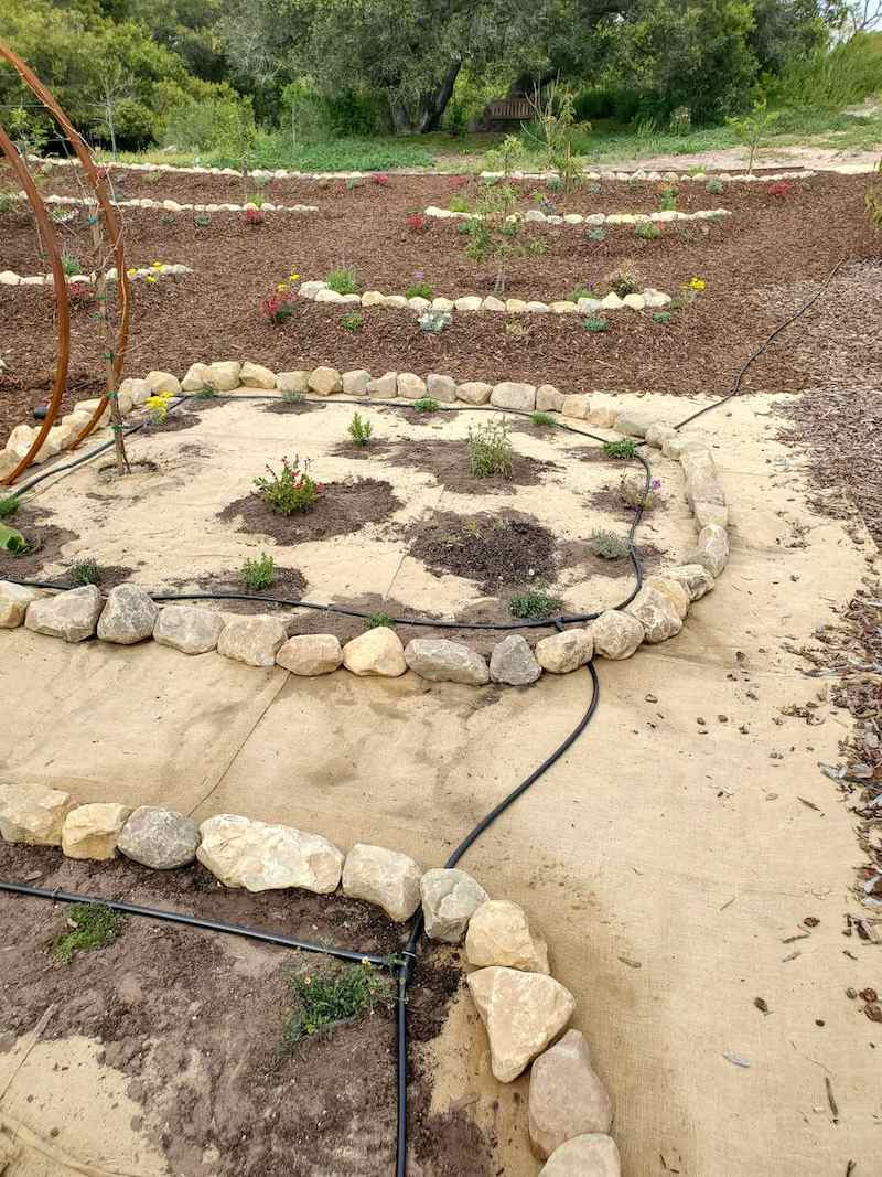 An orchard space is mulched with bark, and area remains uncovered of mulch but has burlap which is being used as a weed suppressant. Black irrigation tubing is running down from the hill and is connected and running in between a few rock lined planting zones to irrigate new plants. 