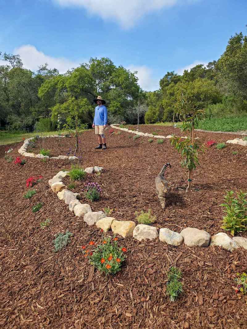 A man in a sun hat is standing on a tier of an orchard on a slope, a cat is walking towards the camera. Rocks are lined along each sloped terrace, fruit trees are planted along the top while many pollinator plants are planted along the slope of the terrace. 