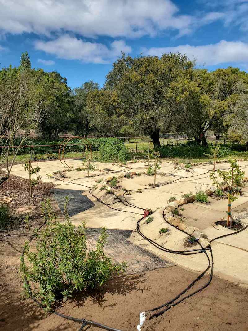 A terraced hillside covered in burlap as weed suppressant, many line of half inch drip tubing are strung throughout the area to water a variety of plants and trees. The lines all emanate from PVC risers coming out of the ground on the side of the hillside. 