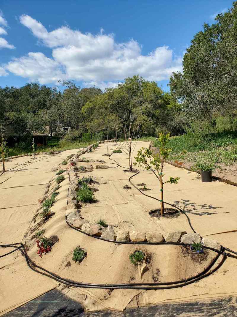 A section of a terraced orchard is shown covered in burlap ground cover. Black half inch drip tubing is running along fruit tree lines and pollinator plants planted directly into the terraced hill side. 