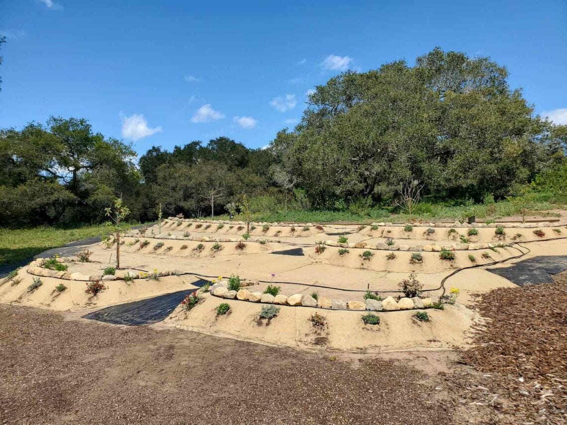 A terraced hillside is covered in burlap, plants have been planted in the berm of each terrace and there is drip tubing for irrigation snaking through the entire 3 berm terraced area.