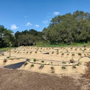 A terraced hillside is covered in burlap, plants have been planted in the berm of each terrace and there is drip tubing for irrigation snaking through the entire 3 berm terraced area.