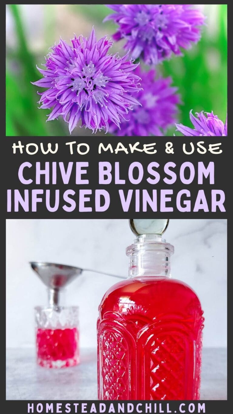 Chive Pin How to Make Chive Blossom Vinegar + 8 Ways to Use it ~ Homestead and Chill