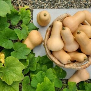 A wicker basket of butternut squash is arranged next to a squash plant, its green leaves flowing around the basket. A few butternut squash are sitting on the ground surrounding the basket.