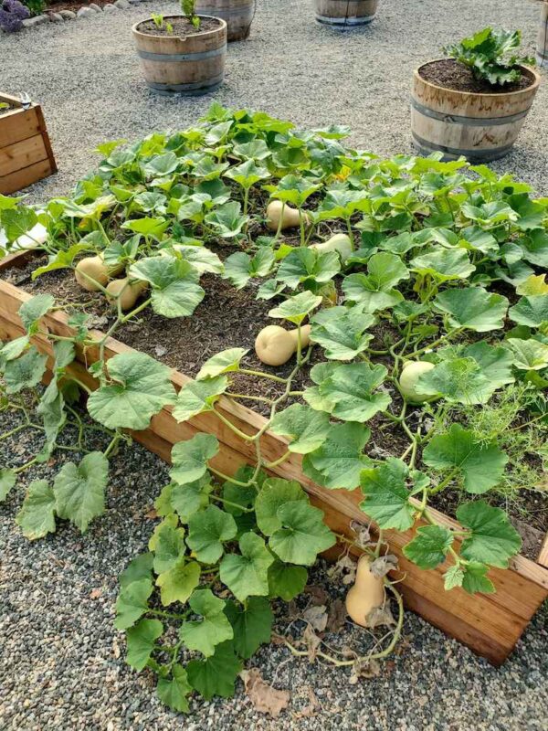 Growing Winter Squash and Pumpkins The Ultimate Guide Homestead and