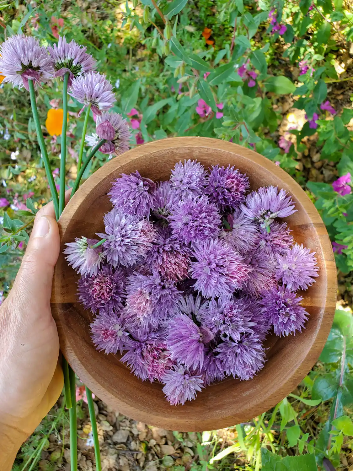 A hand is holding a wooden bowl that is full of purple blossoms, a few chive stems with blossoms on the end are held next to the bowl with the same hand. The backdrop is an array of perennial plants with purple, pink and orange flowers.