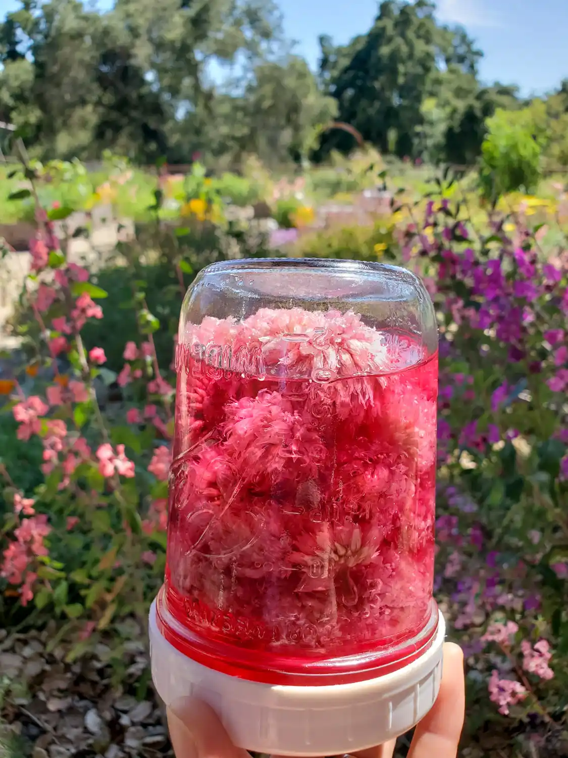 A hand is holding a pint mason jar upside down by the lid, the plant material inside is infusing, turning the vinegar into a pinkish color. Beyond is an array of purple, pink, and yellow flowers.