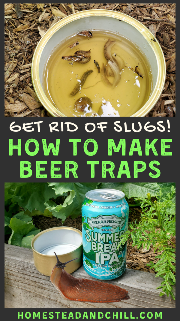 Homemade Beer Traps Get Rid of Slugs, Pillbugs and More Homestead