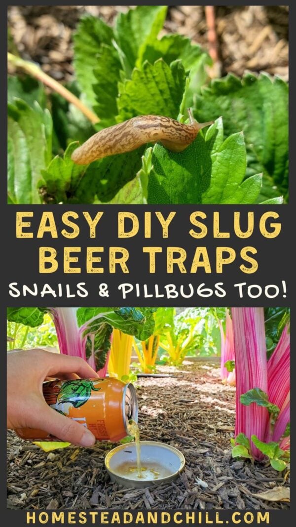 Homemade Beer Traps: Get Rid of Slugs, Pillbugs and More ~ Homestead ...