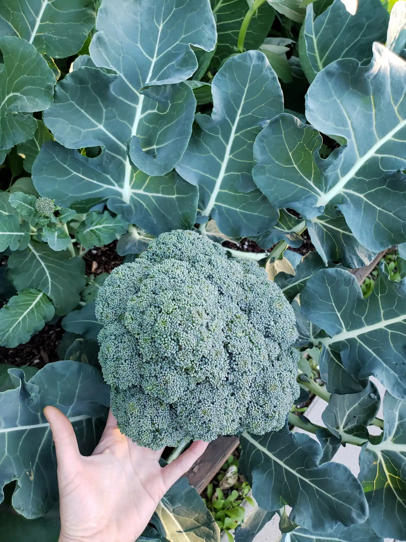 A large head of broccoli still growing is featured, a hand is touching the bottom of the head to illustrate the size of the vegetable. The broccoli plant greens are growing upwards around the head.  