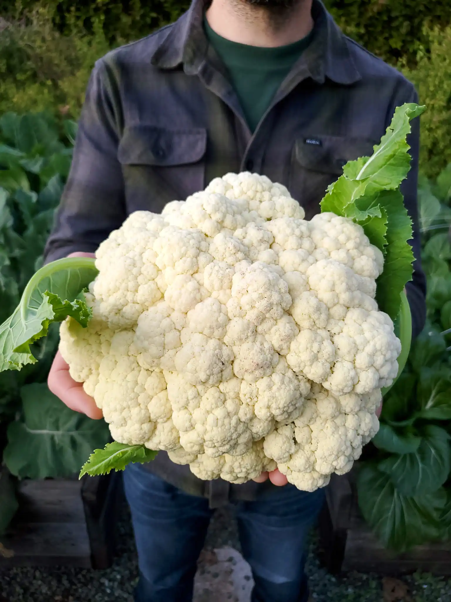 Aaron is holding a large head of Goodman cauliflower. It has a tight head with a few green leaves poking out that are still attached to the stem. 