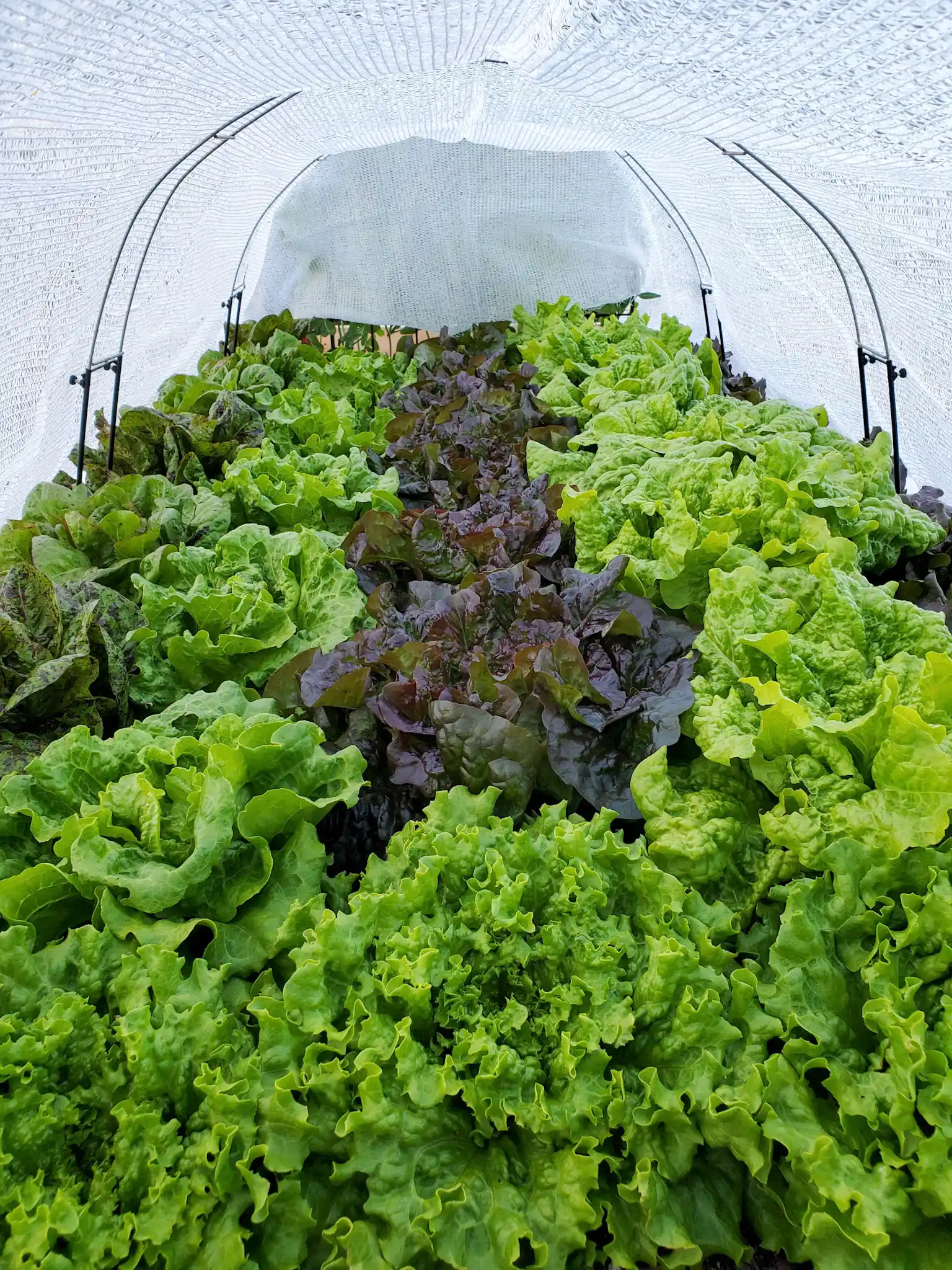 A view from the inside of a raised garden bed that is covered with frost cloth. The raised bed is full of mature lettuce that is growing in rows. Frost cloth can help your fall garden last well into freezing weather. 