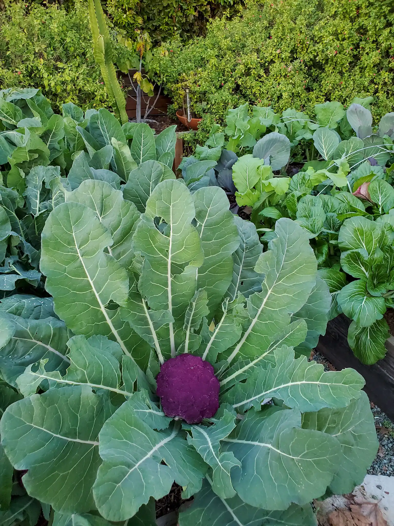 A Purple of Sicily cauliflower is featured. Its magenta purple head is quite the contrast to its mass of surrounding green leaves.