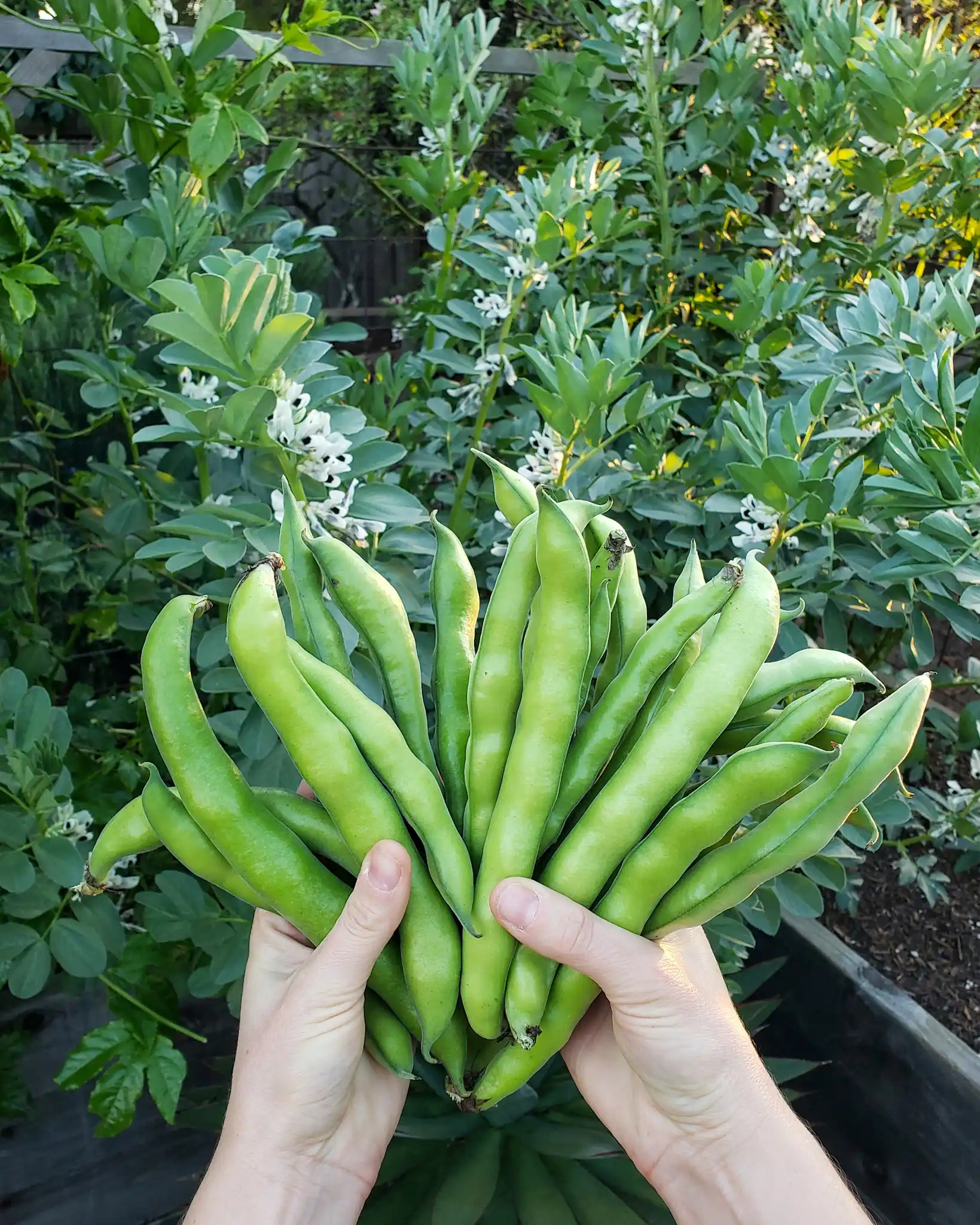 Two hands holding a large handful of freshly harvest fava beans, she is holding them as one would spread out a deck of cards. Some of the beans are at least eight inches long, there are fava bean plants growing in the background with hundreds of white flowers set against their dense green foliage.