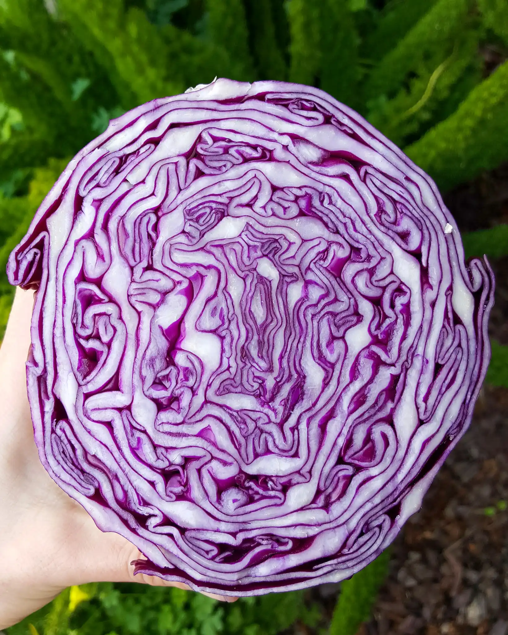 A red cabbage has been cut in half to show the inside of the vegetable. 