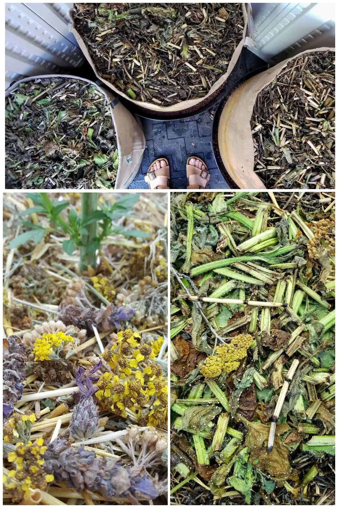 A three part image collage, the first image shows the tops of three 25 gallon fabric grow bags that are heavily mulched with a variety of plants. The second image shows a close up of the mulch which shows a variety of yarrow flowers, lavender flowers, horsetail, and others. The third image shows another close up image of mulch that contains fava bean plant material, horsetail, and yarrow.