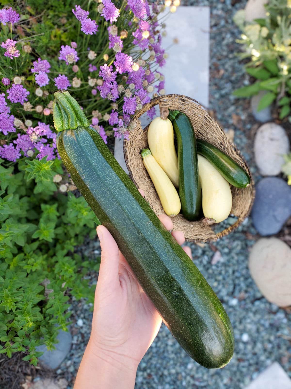 a hand holding a fresh zucchini poised over a harvest basket with several more zucchini and flowers blurred in the background, just picked from the garden