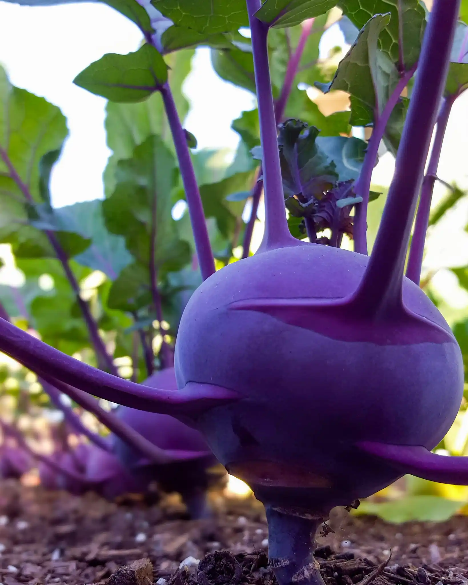 A close up image showing a purple kohlrabi growing amongst a row of the same vegetable. The featured root protrudes from the soil by its taproot which sticks out of the ground by a half inch or so before the edible portion of the root begins. It grows leaves throughout various parts of its root, not just from the top like many other roots. The greens are leafy with purple veins.