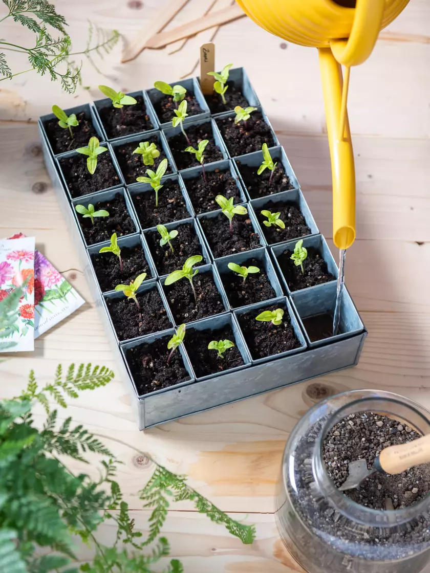 Seed Starting Supplies Homestead and Chill