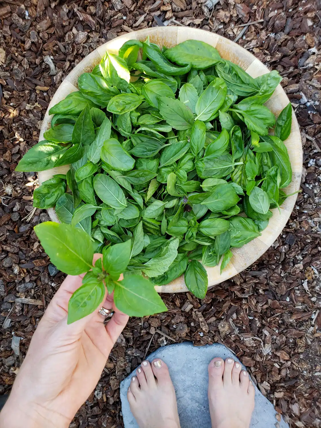 A hand is holding a freshly harvest basil top. On the ground below there is a large wooden bowl that is full of harvest basil leaves.