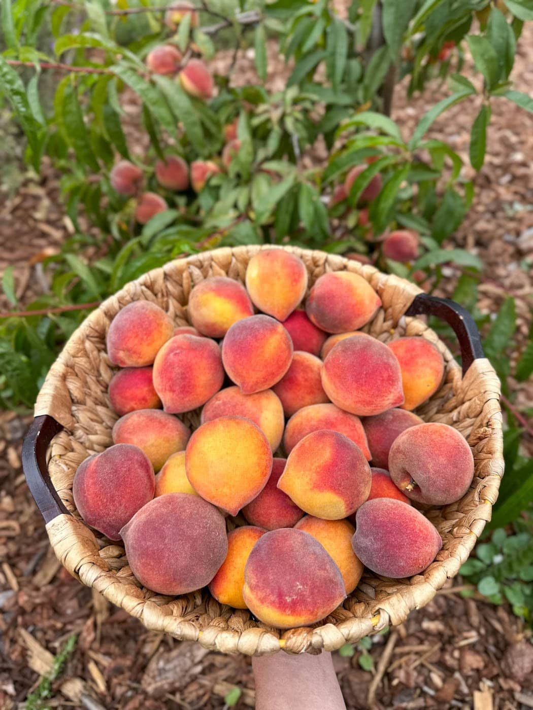 a hand holding a wicker harvest basket full of just-picked homegrown peaches, with the fruit tree in the background