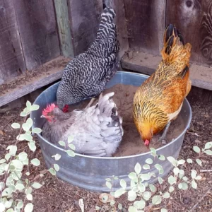 Three chickens are inside a chicken dust bath made out of a large metal tub.