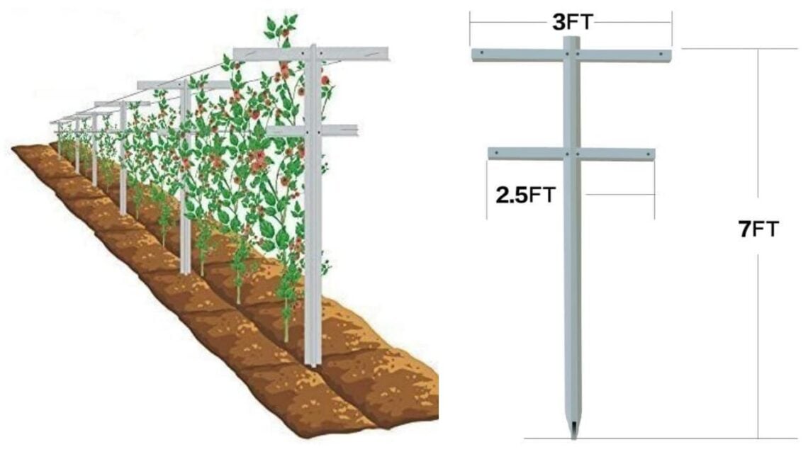 DIY Berry Trellis How to Build a Wire Raspberry or Blackberry Trellis (Video) Homestead and Chill