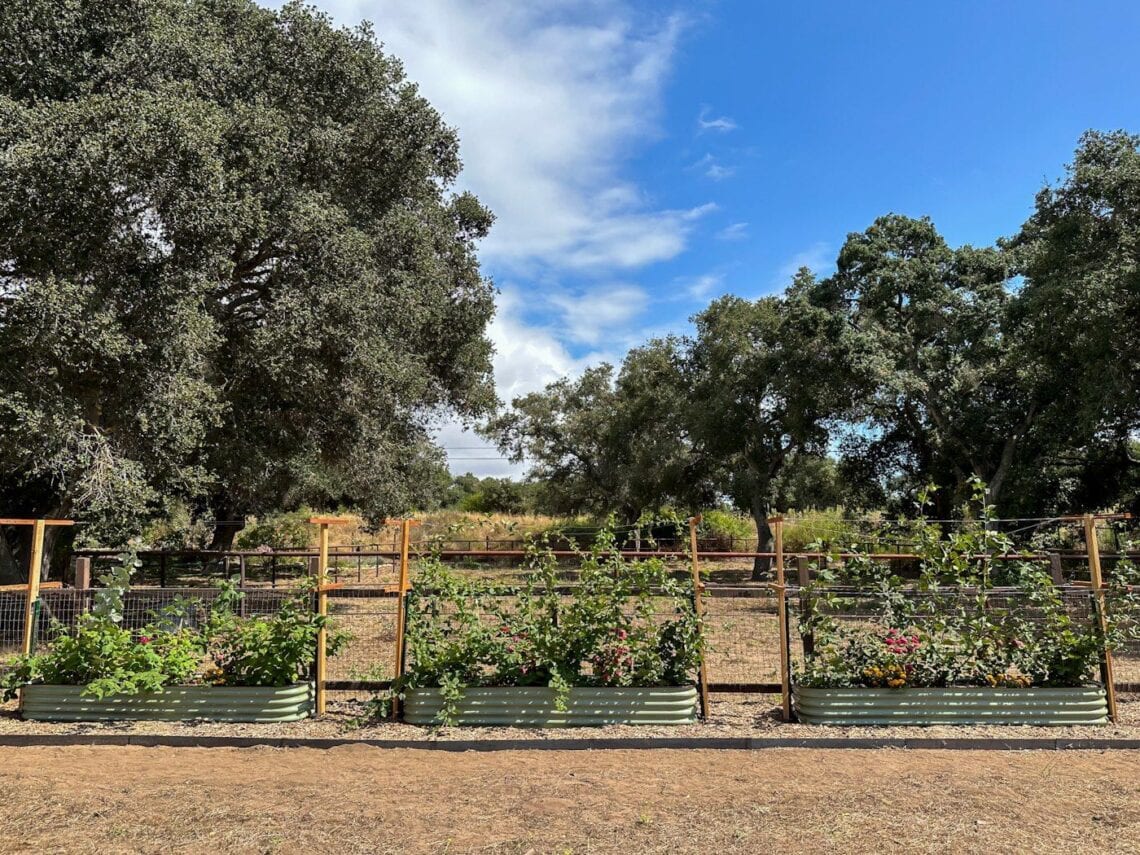 DIY Berry Trellis How to Build a Wire Raspberry or Blackberry Trellis