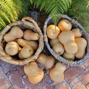 Two wicker baskets are full of freshly harvested butternut squash. A few squash are sitting on the bricks around the baskets.