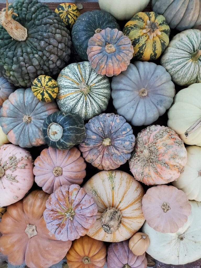 When to Harvest Butternut Squash or Pumpkins (How to Cure and Store) Homestead and Chill