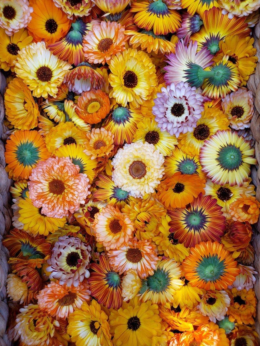 A close up image of the inside of a wicker basket which is full of freshly harvested calendula flowers. Their. colors vary from orange to yellow to pink to red and shades of colors in between. Some of the flowers are upside down, revealing their green bulb portion of the flower which carries the most beneficial resins. 