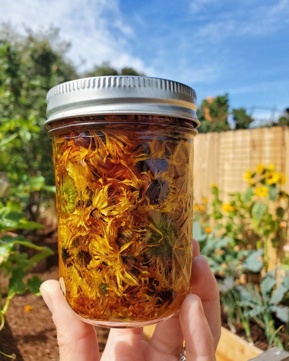 A hand is holding a half pint Mason jar that is full of dried calendula flowers that are immersed in oil. The background shows a garden bed of yellow sunflower and zinnia flowers below a bright blue sky with a few wispy white clouds.
