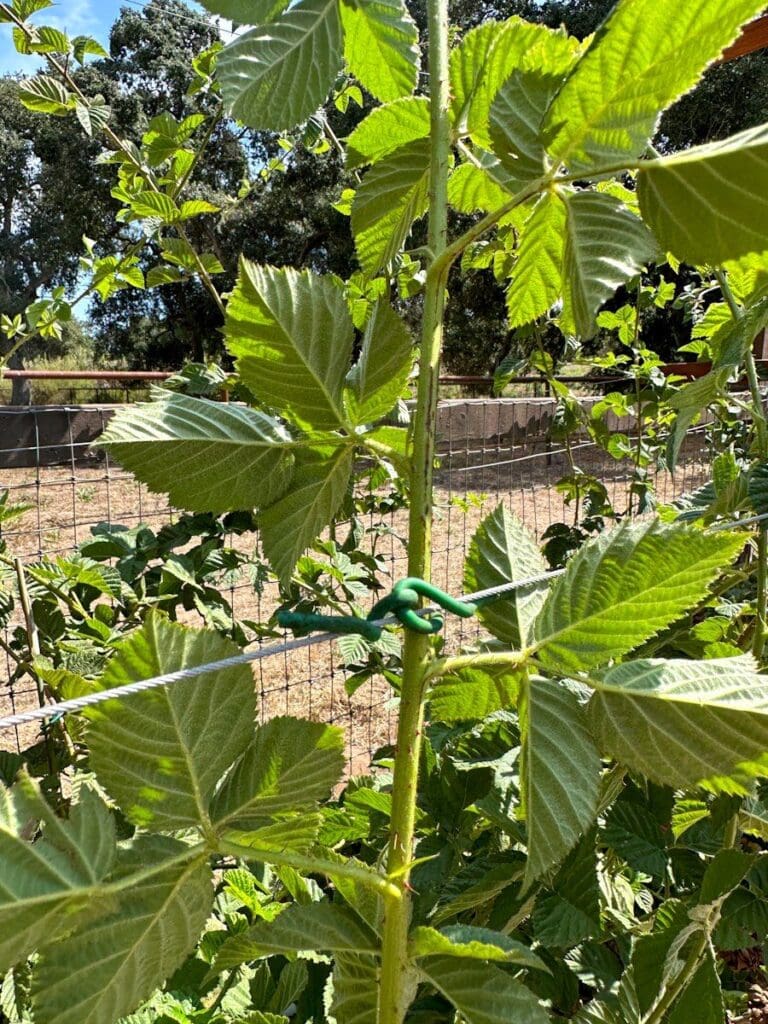 DIY Berry Trellis How to Build a Wire Raspberry or Blackberry Trellis