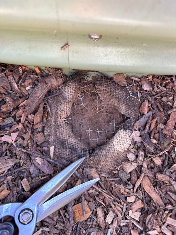 DIY Berry Trellis: How to Build a Wire Raspberry or Blackberry Trellis ...