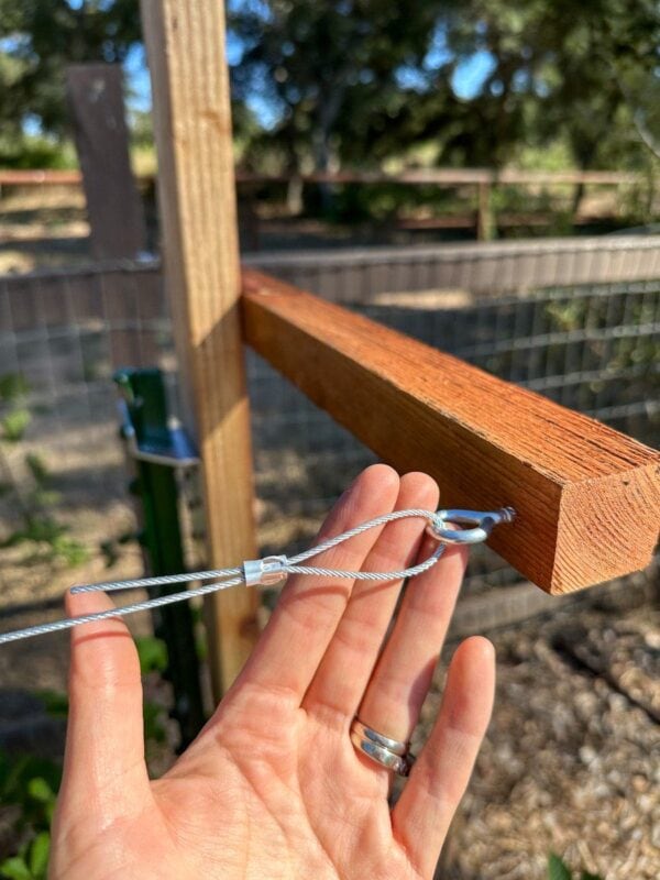 DIY Berry Trellis How to Build a Wire Raspberry or Blackberry Trellis