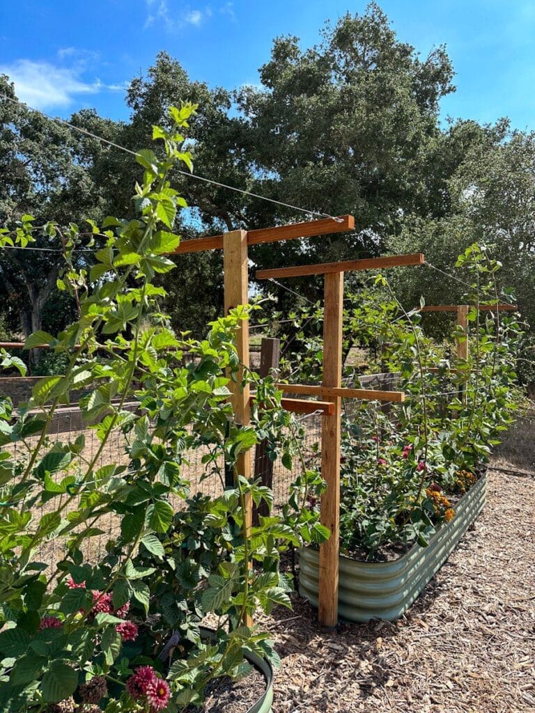 DIY Berry Trellis How to Build a Wire Raspberry or Blackberry Trellis