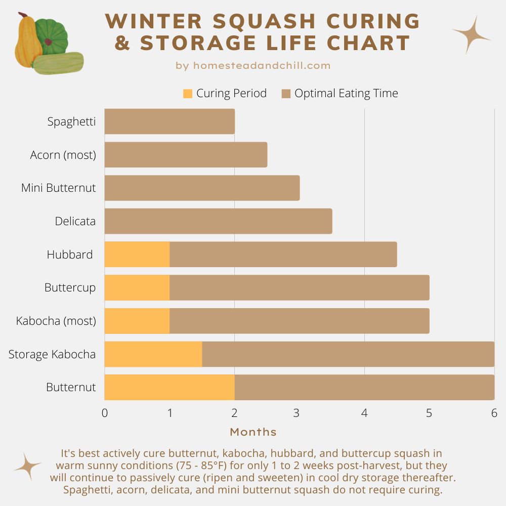 A graphic with the different varieties of hard squash in order of their optimal eating times in months as well as the squash that need to be cured for a set amount of time.