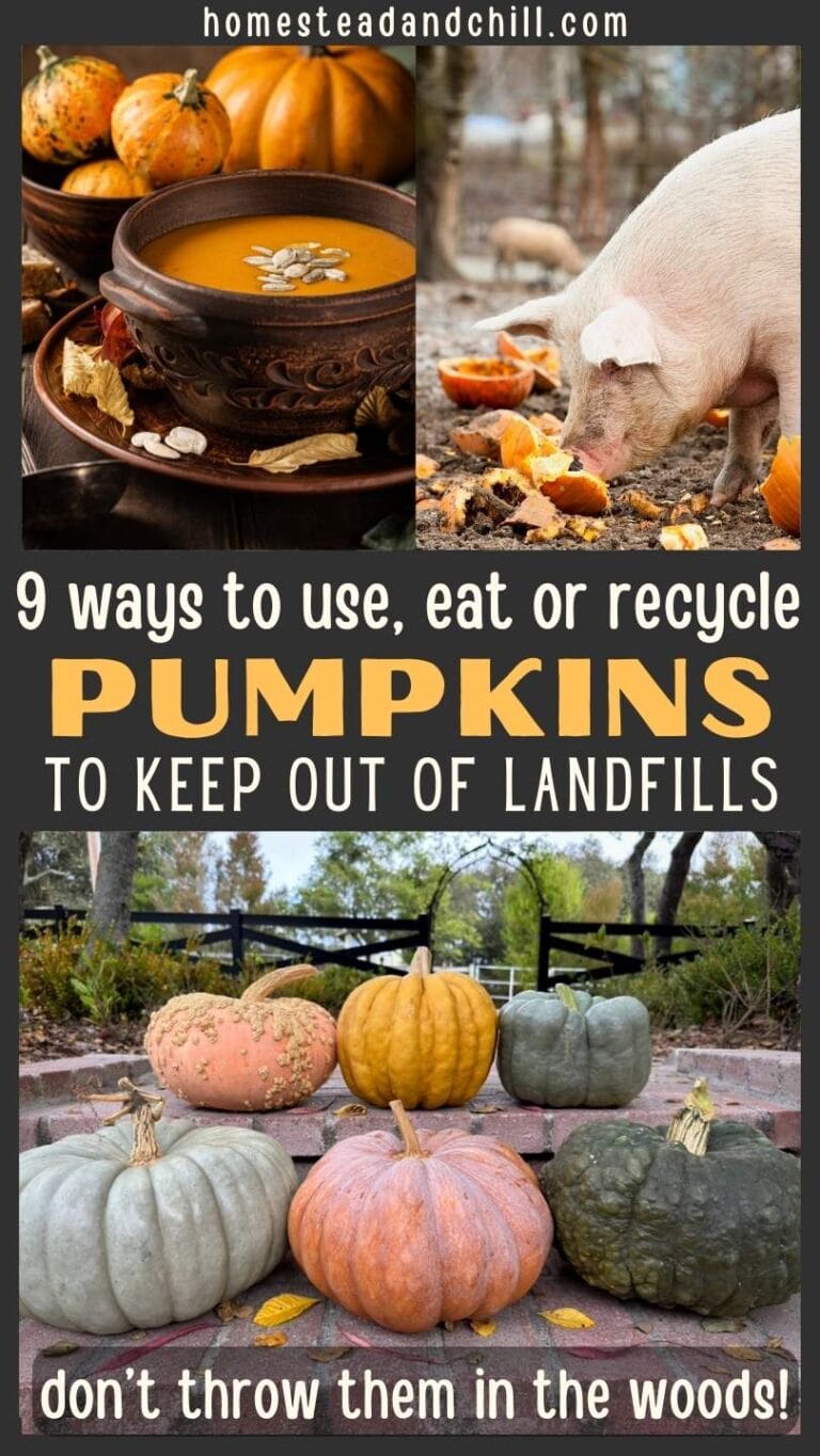 9 Sustainable Ways to Use or Dispose Of Pumpkins After Halloween