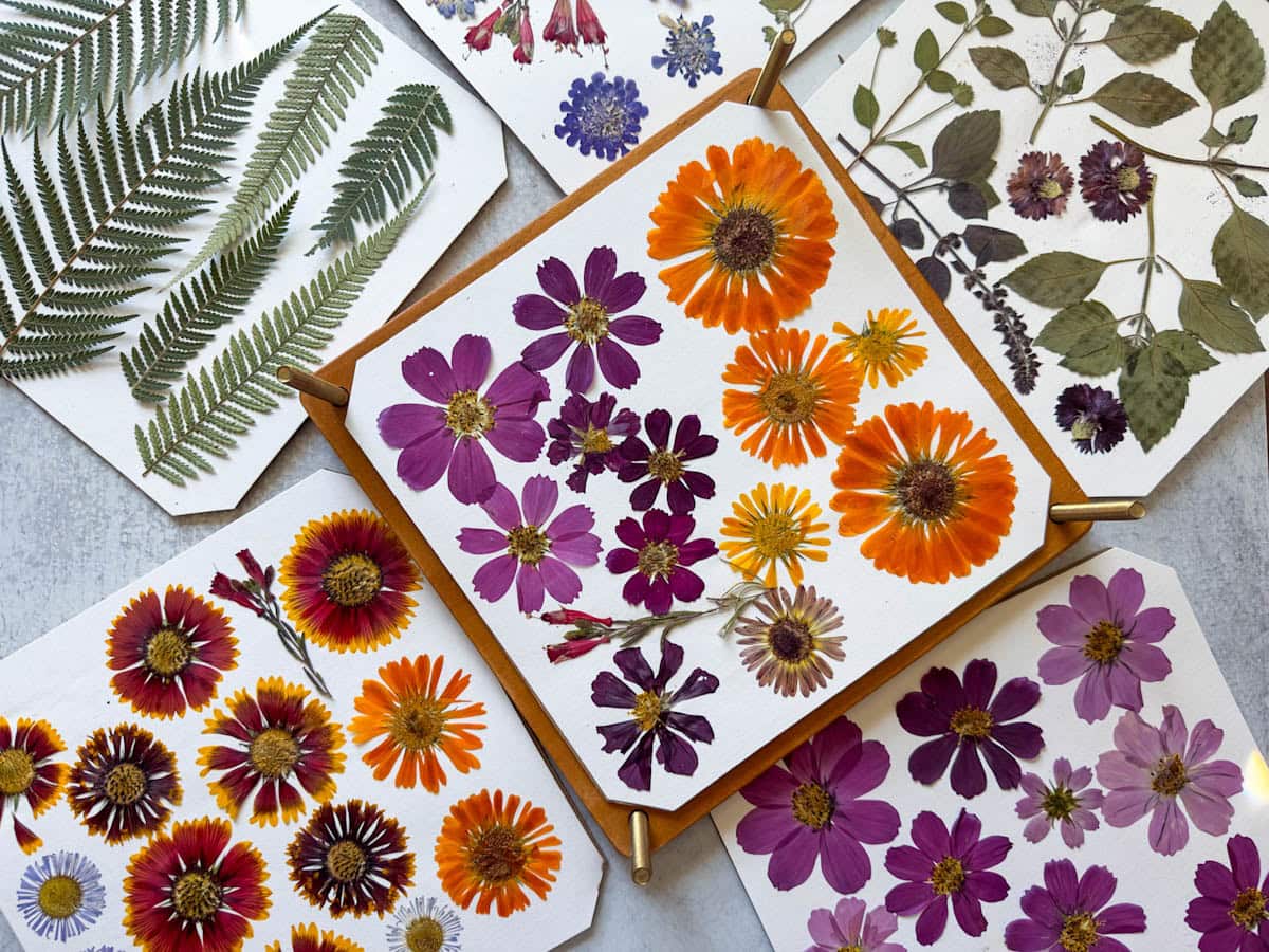 Looking down of a variety of colorful pressed flowers still on their drying paper. The bottom and top wood sections of the flower press are visible. 