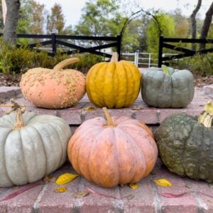 Six pumpkins are lined up along brick steps in two rows of three. They vary in color from light green to dark green, pink, blue, and mustard yellow.