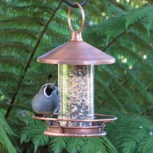 A California quail is standing on a copper bird feeder full of seed.