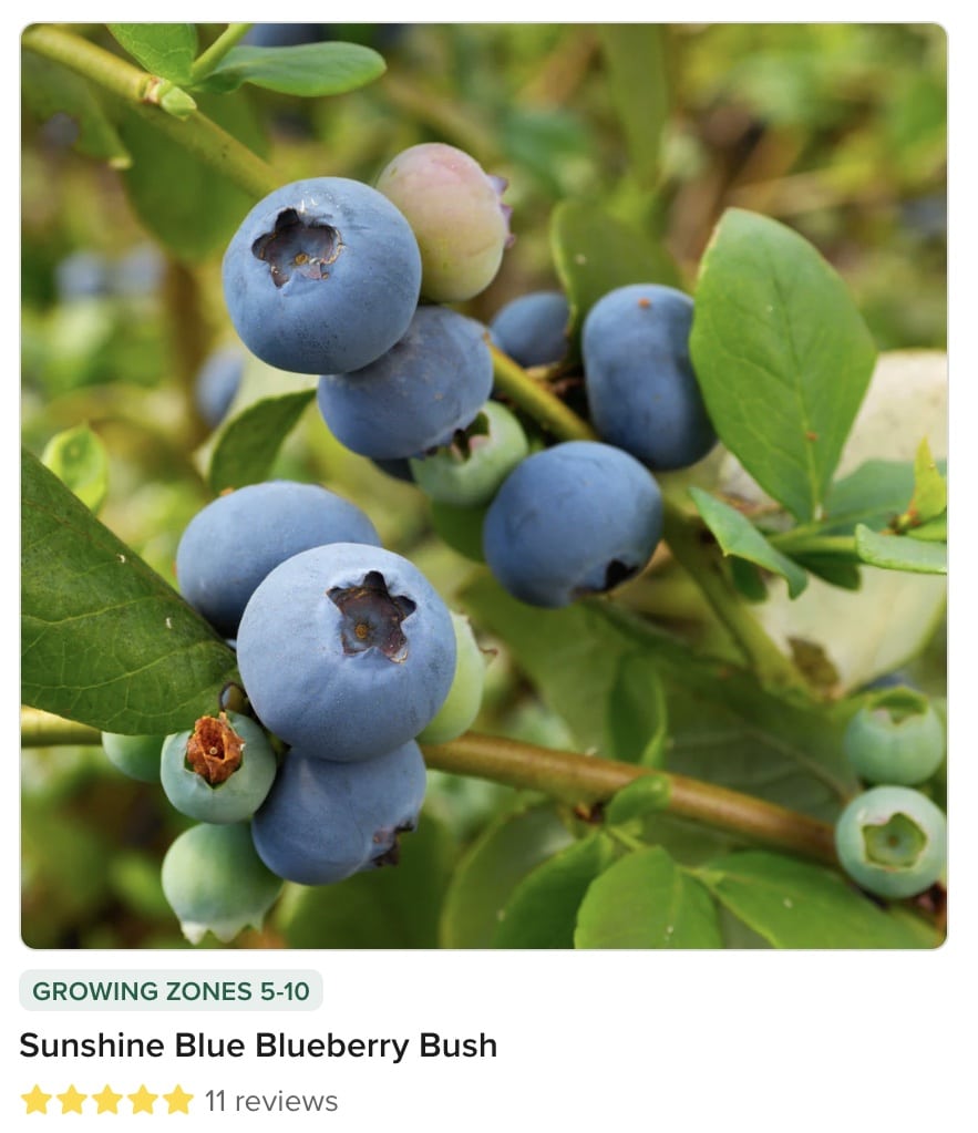 A close up image of ripe and unripe blueberries growing on a branch.