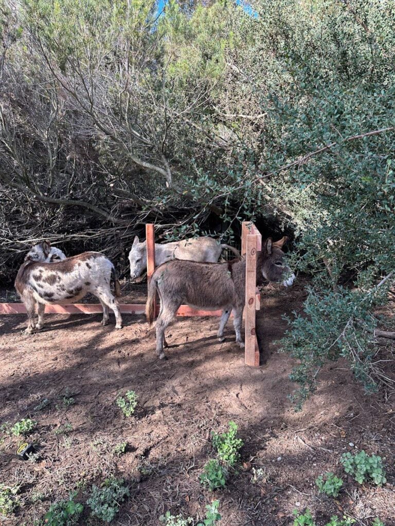How to Build a Compost Bin: Step-by-Step Guide with Photos ~ Homestead ...
