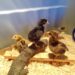 Four chicks are inside their plastic tote brooder. Three of them are standing on small roosts made of a tree limb and a piece of cut lumber. The fourth chick is standing just behind them in the corner of the brooder.