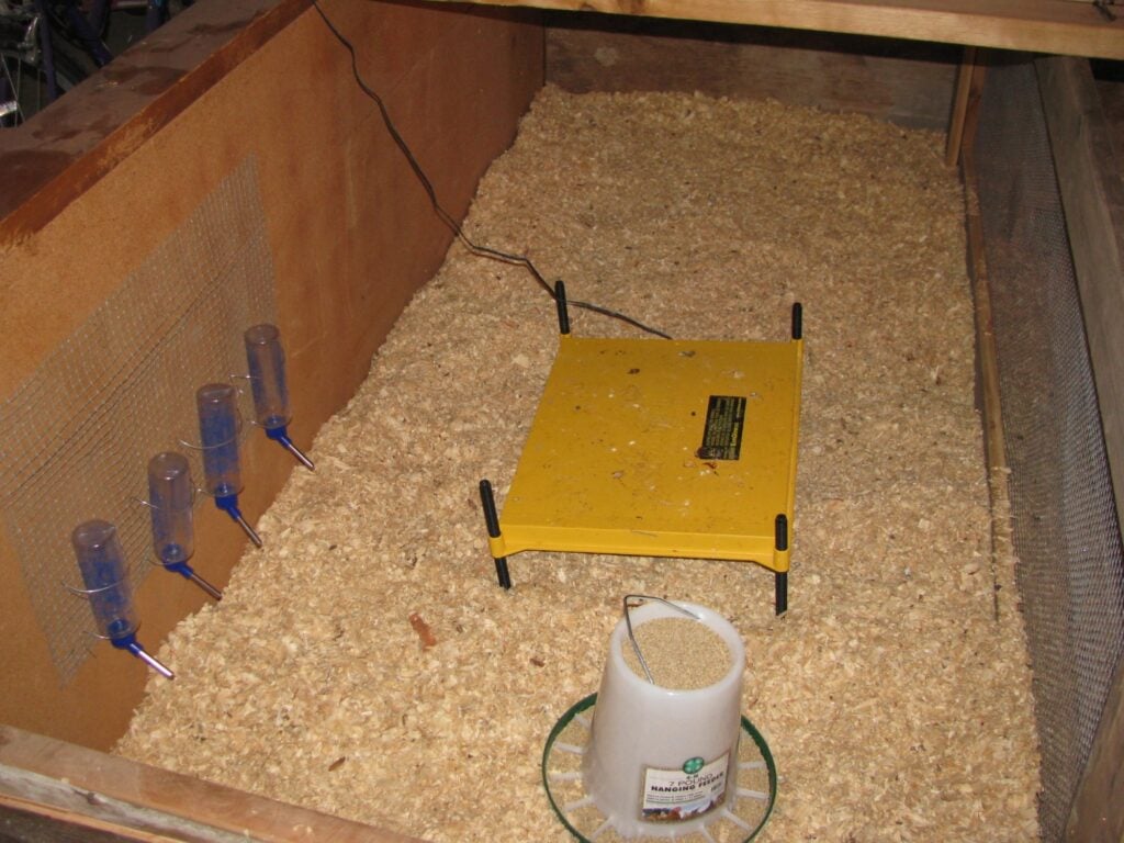 How to Set Up a Chick Brooder Temperature Chart and Supplies