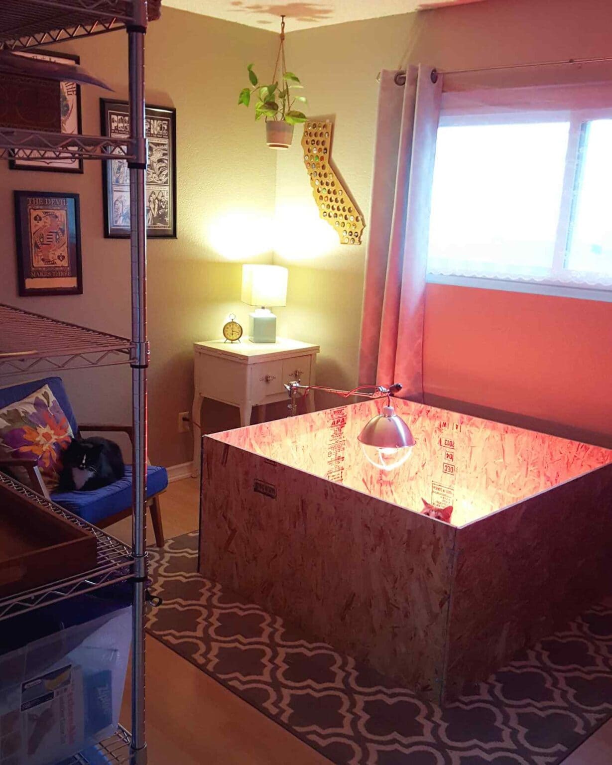 How to Set Up a Chick Brooder Temperature Chart and Supplies