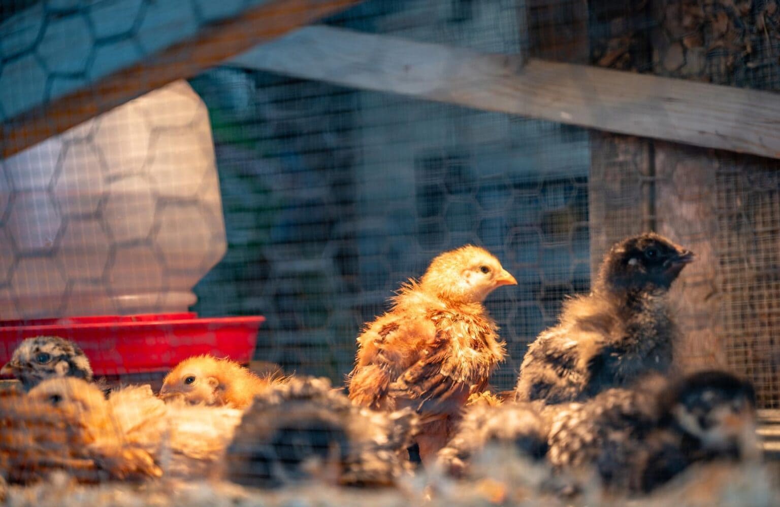 How to Set Up a Chick Brooder Temperature Chart and Supplies