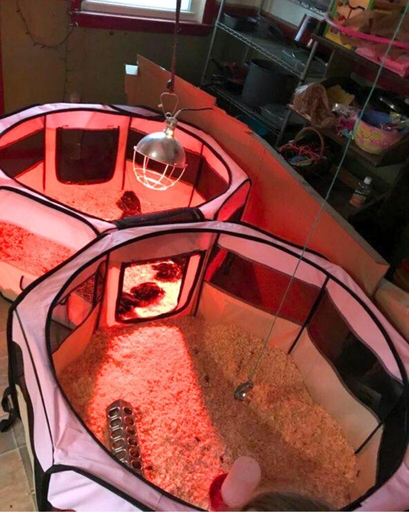 11 Easy DIY Chick Brooder Box Ideas with Photos Homestead and Chill